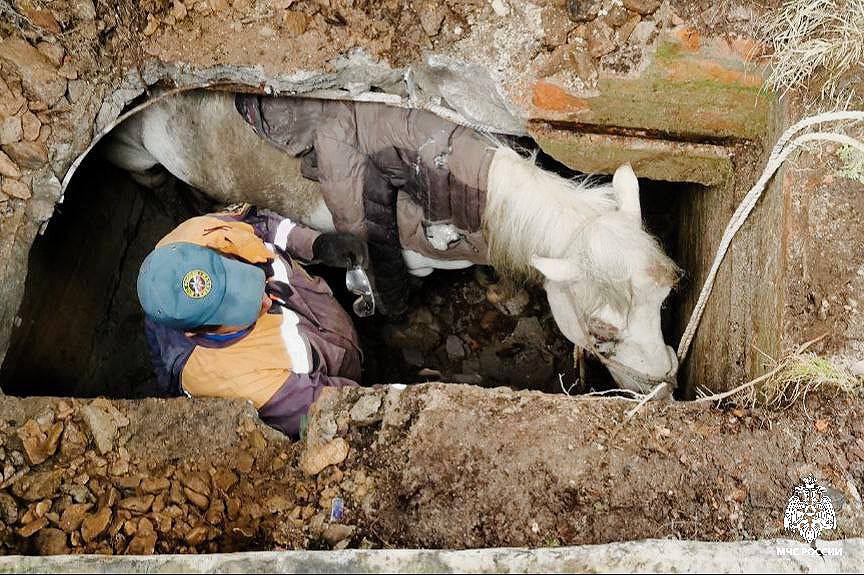 В Приморье спасли лошадь, которая два дня стояла в метровой яме