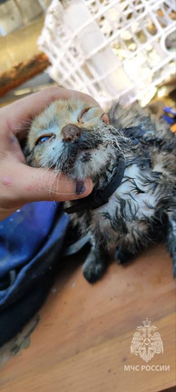 Кошка устроила пожар в квартире в Нерчинске