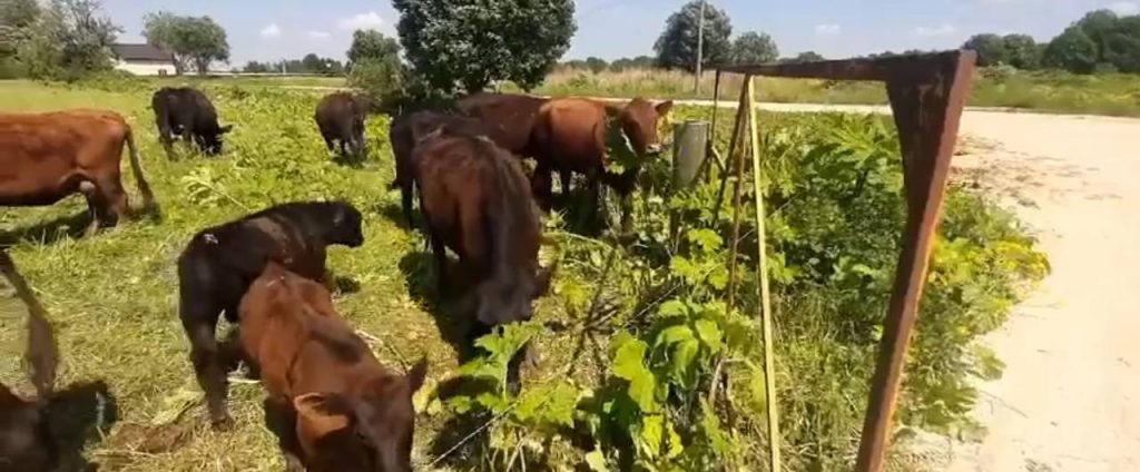 В Ленобласти для борьбы с борщевиком привлекли коров