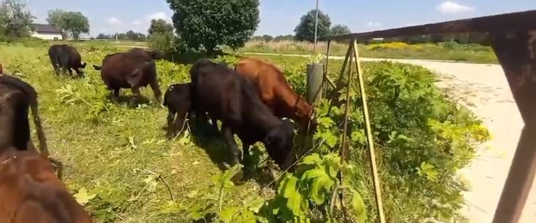 В Ленобласти для борьбы с борщевиком привлекли коров