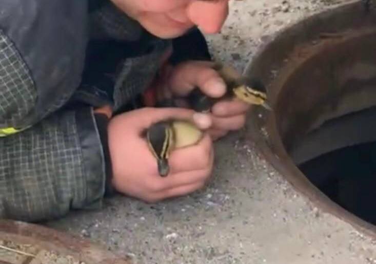 На Приозерском шоссе спасатели вытащили провалившихся в люк утят