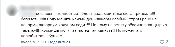 «Рвут панцирь за ВДВ». Читателей Мойки78 задела за живое продажа черепах у «Беговой»