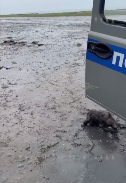 Полиция на Камчатке спасла запутавшегося в сетях рыболовов медвежонка