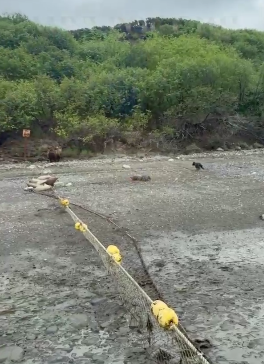 Полиция на Камчатке спасла запутавшегося в сетях рыболовов медвежонка