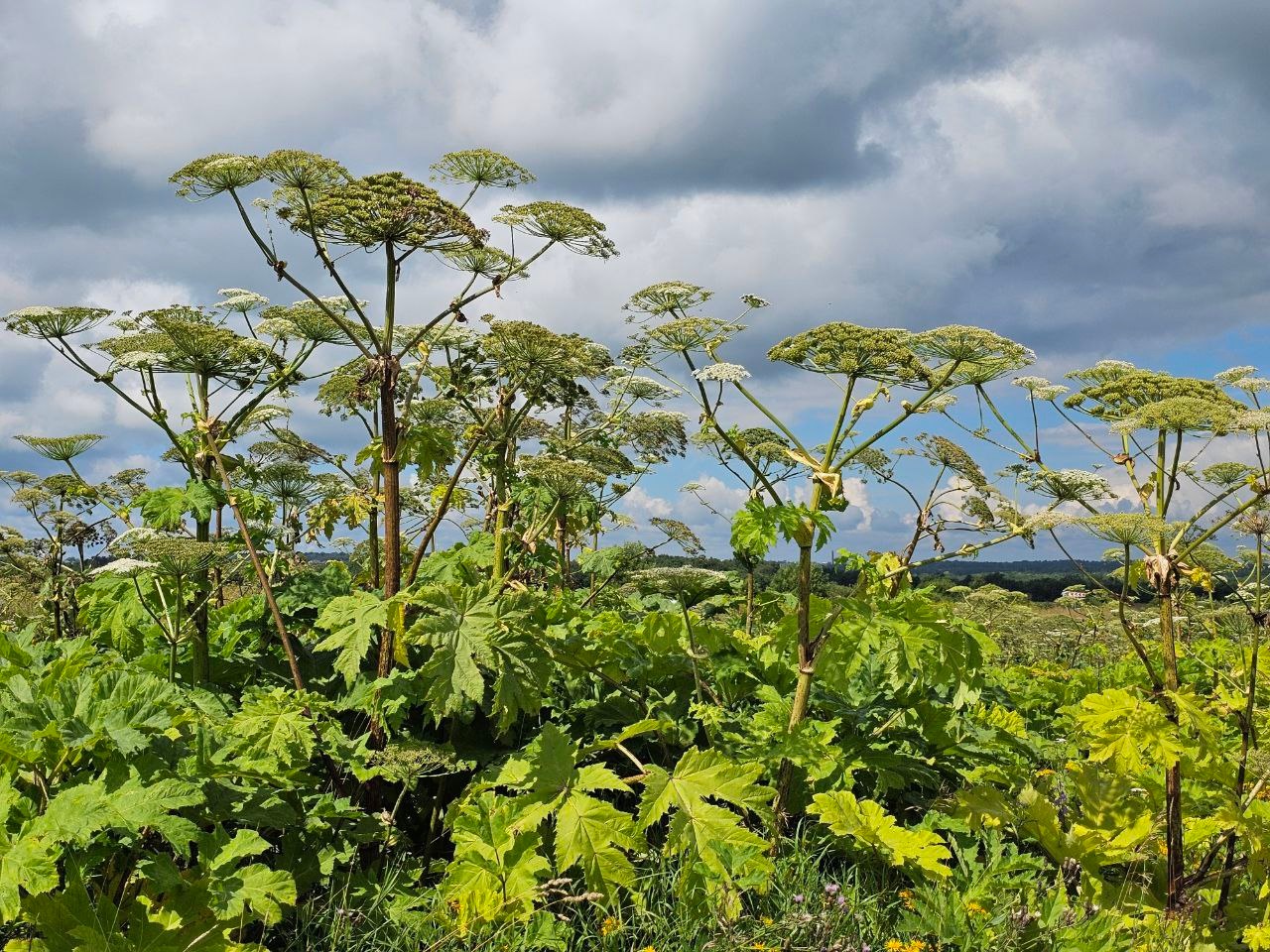 Дачники за мяту, шалфей и кудрявую петрушку на участке могут получить штраф или срок в колонии