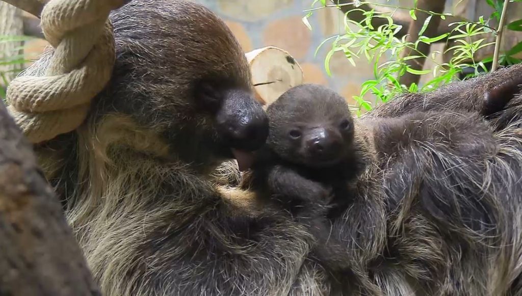 Посетители Ленинградского зоопарка решают, как назвать малыша ленивца