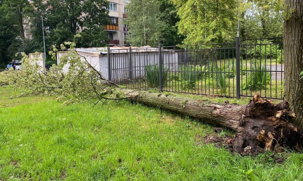 Прокуратура Петербурга показала дерево, задавившее женщину во время грозы