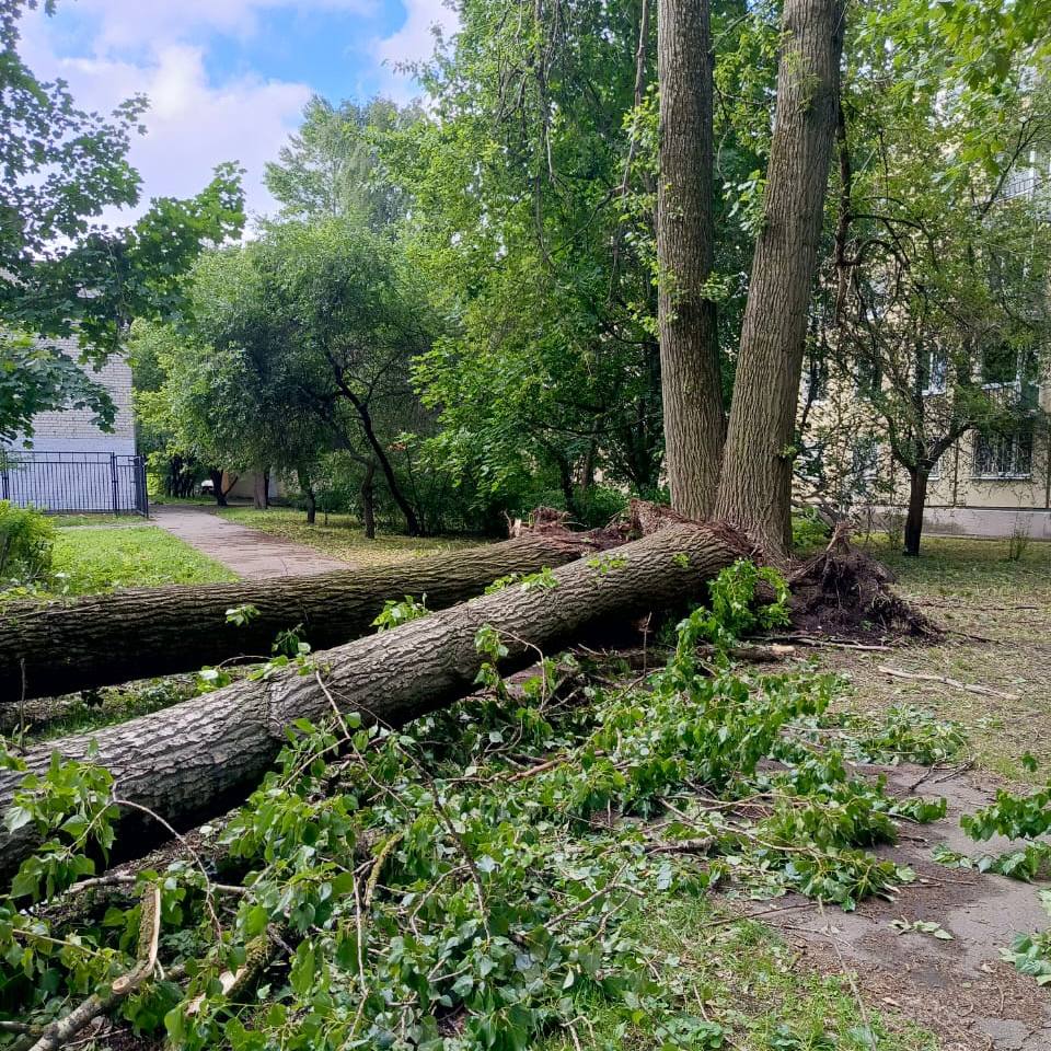 В Петербурге в шторм не устояло 293 дерева