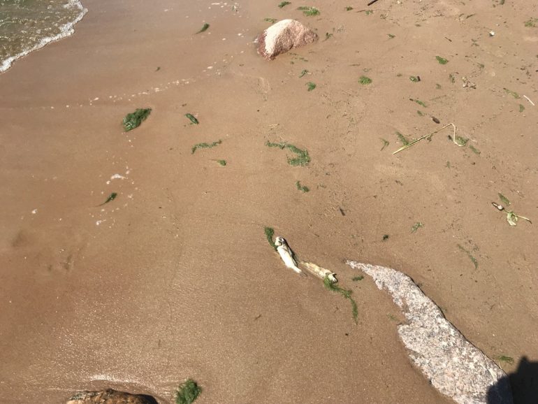 Росприроднадзор объяснил, почему Финский залив стал зеленым