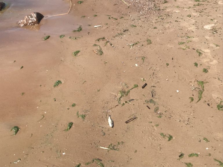 Отдыхающие на пляже в Репино переступают через дохлую рыбу