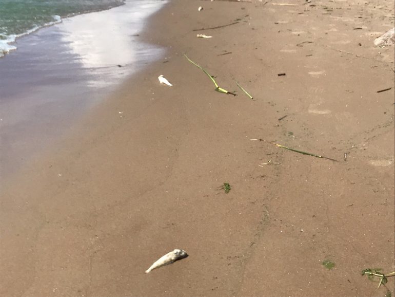 Росприроднадзор объяснил, почему Финский залив стал зеленым