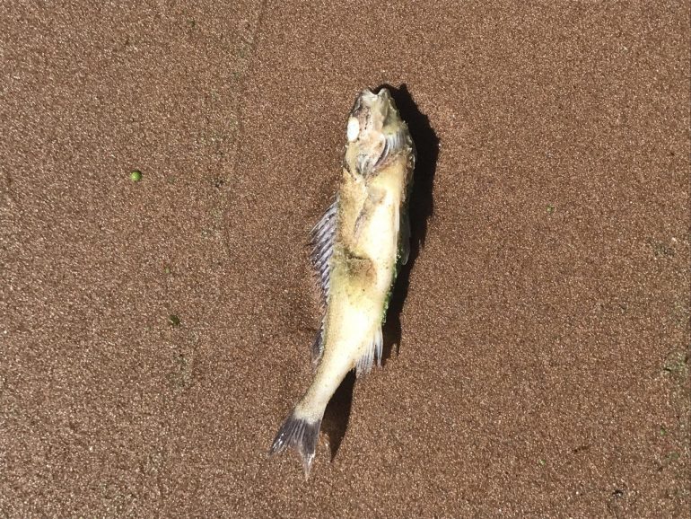 Отдыхающие на пляже в Репино переступают через дохлую рыбу