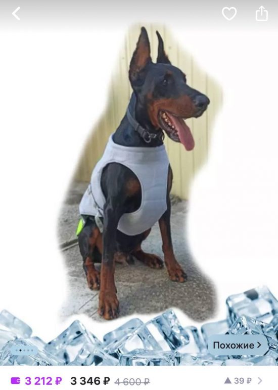 Как в жару охладить собаку и кошку