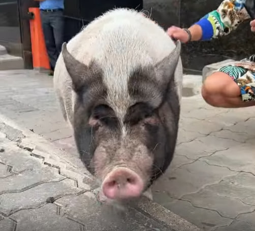 Митя Фомин увидел свинью Иннокентия в Петербурге