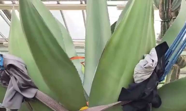 В Ботаническом саду завершилась тайная операция по спасению агавы