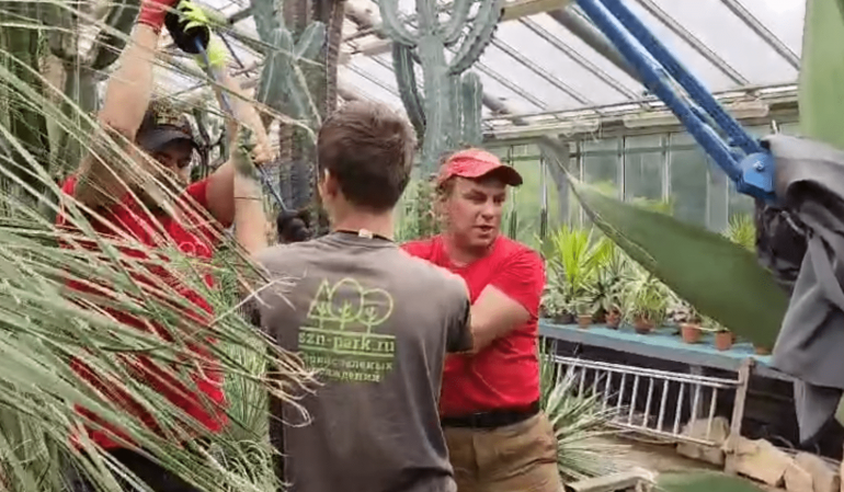 В Ботаническом саду завершилась тайная операция по спасению агавы