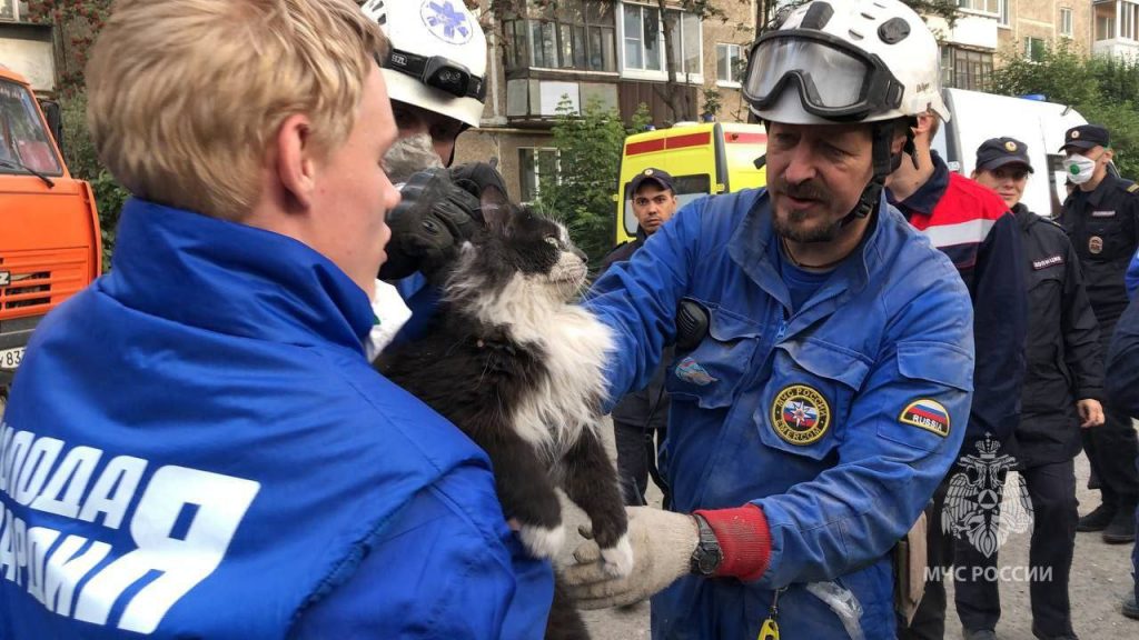 В Нижнем Тагиле из-под бетонной плиты вытащили кота 