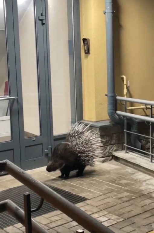 В Петербурге горожане приютили сбежавшего из «Охта парка» дикобраза