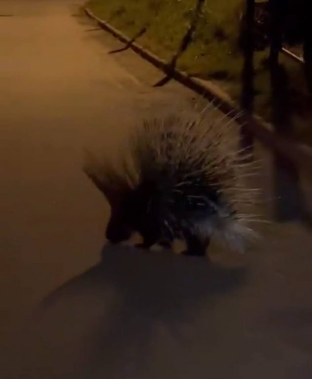 В Петербурге горожане приютили сбежавшего из «Охта парка» дикобраза