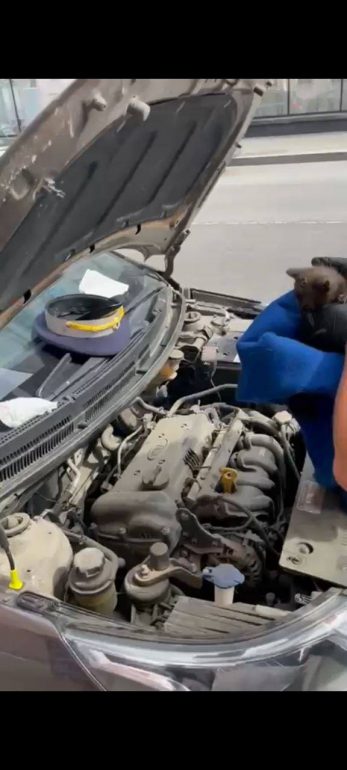 На пересечении Баскова и Короленко сотрудники ГАИ спасти застрявшего под капотом котенка