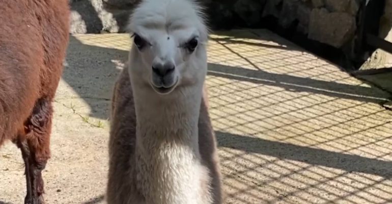 В Ленинградском зоопарке пополнение в семействе альпак