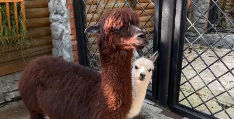 В Ленинградском зоопарке пополнение в семействе альпак