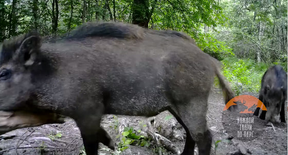 Мускулистый кабан устроил схватку с природой за еду под Приозерском