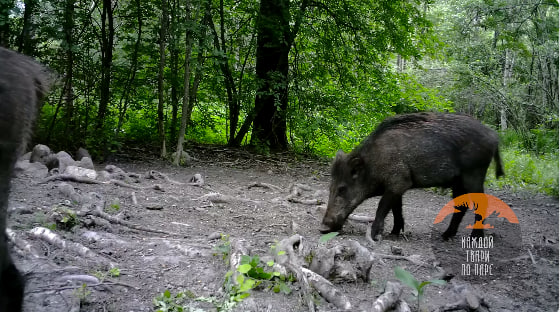 Мускулистый кабан устроил схватку с природой за еду под Приозерском