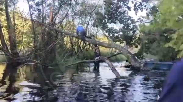 «Русская община» помогает дачникам в садоводстве «Сатурн» под Лугой с завалами после разлива реки