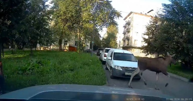 По Невскому району в стрессе бегает лось, от страха он прыгнул в Неву