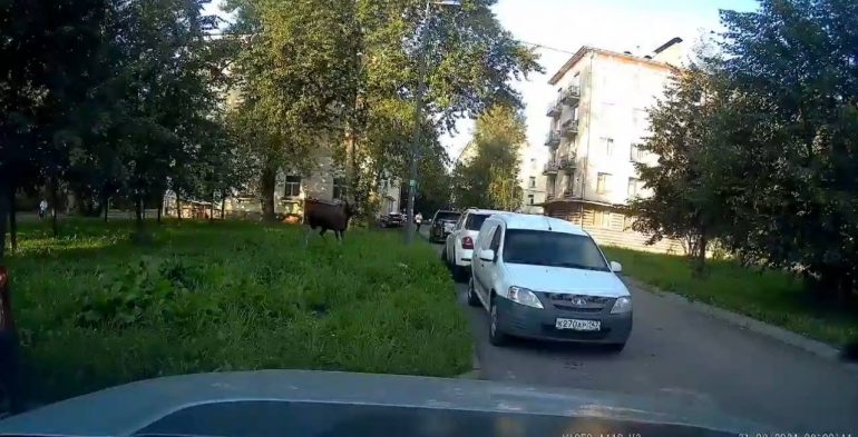 По Невскому району в стрессе бегает лось, от страха он прыгнул в Неву
