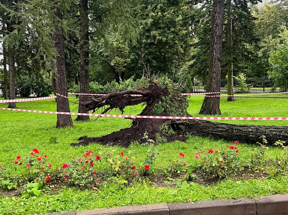 Видео от прокуратуры падения дерева, которое придавило мужчину на Крестовском острове