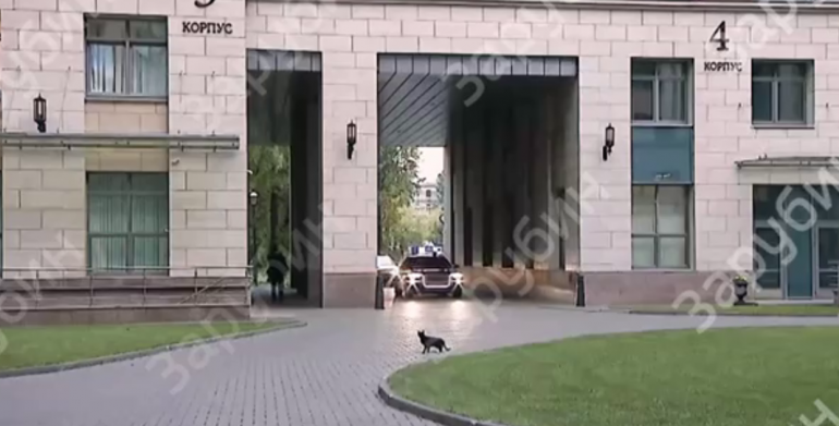 Черная кошка отказалась перебегать дорогу перед кортежем Путина