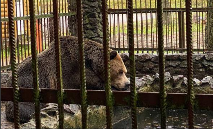 Суд спас медведицу Машу, полгода просидевшую без хозяина в ветхой клетке под Всеволожском