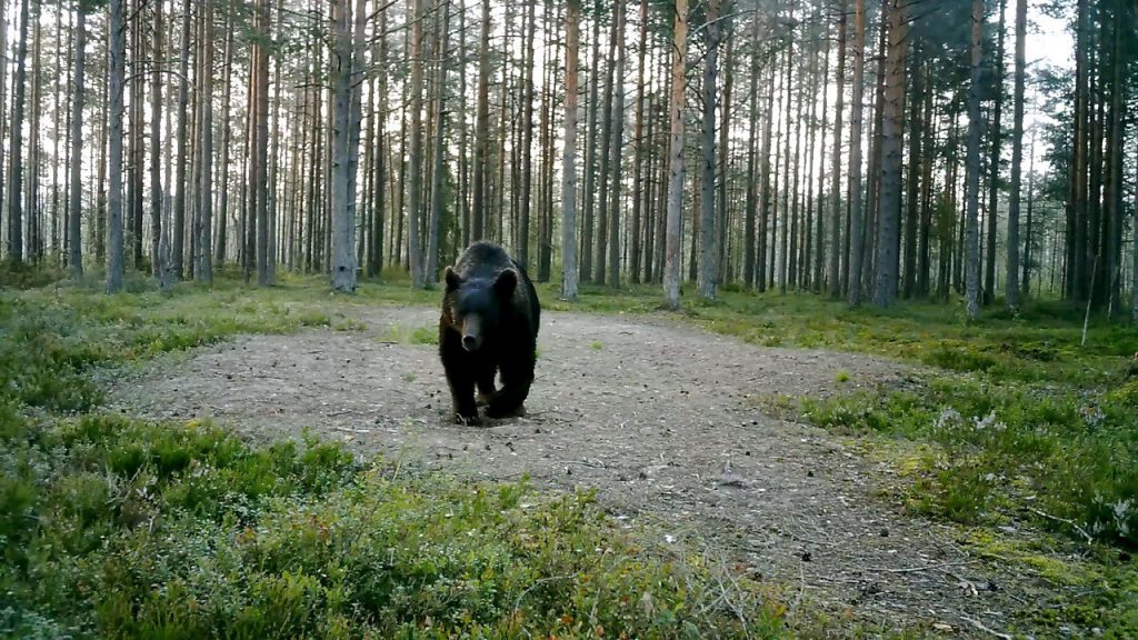 Фотоловушка Глазкова поймала под Всеволожском потолстевшего к зиме медведя