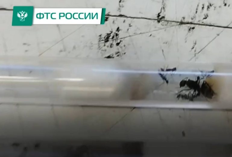 Полчища живых муравьев прибыли в Москву из Таиланда в коробках с «игрушками и печеньем»