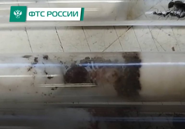 Полчища живых муравьев прибыли в Москву из Таиланда в коробках с «игрушками и печеньем»