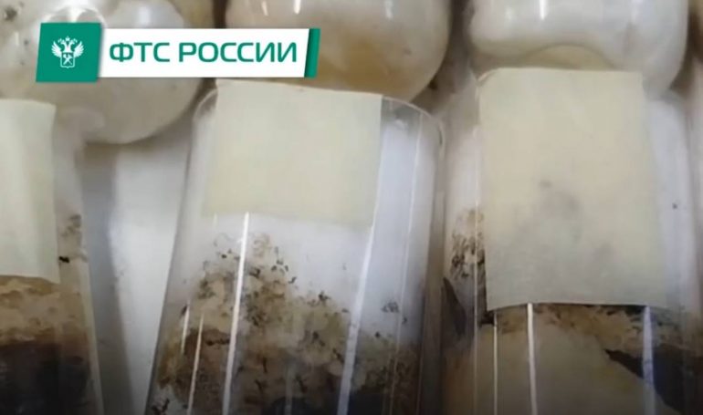 Полчища живых муравьев прибыли в Москву из Таиланда в коробках с «игрушками и печеньем»
