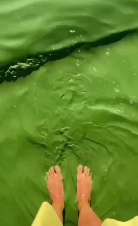 Теплая погода вновь окрасила Финский залив в зеленый, можно ждать замора рыбы