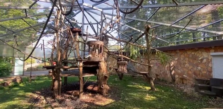 Японские макаки из Ленинградского зоопарка опробовали обновленный вольер