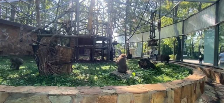 Японские макаки из Ленинградского зоопарка опробовали обновленный вольер
