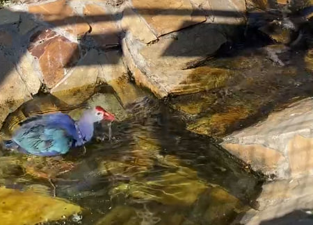 Птица султанка устроила спа-день в Ленинградском зоопарке