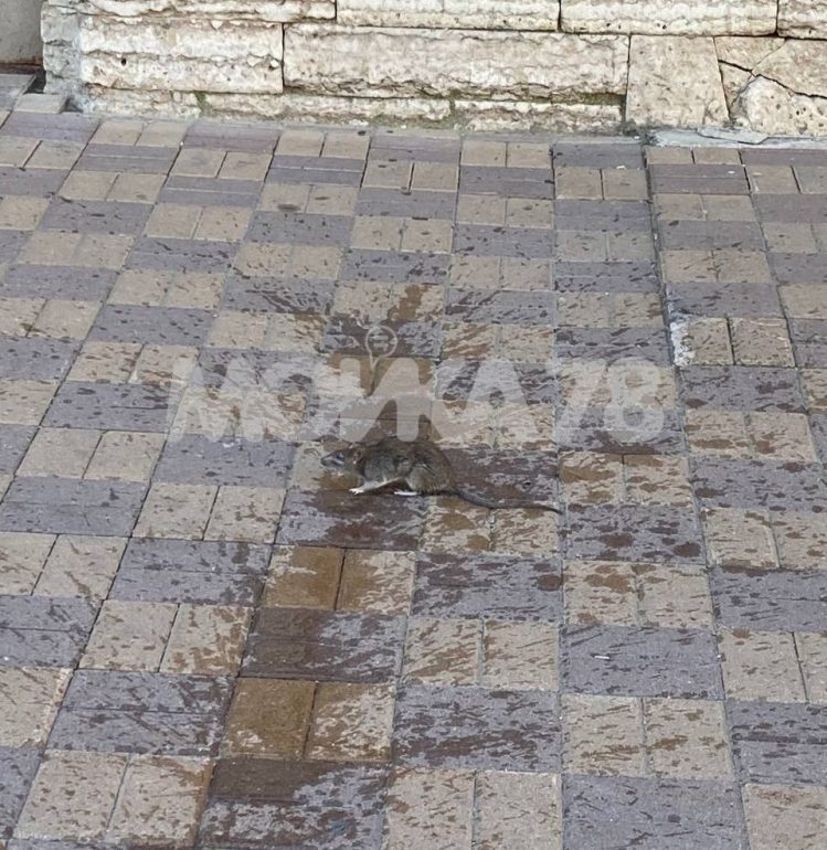 Крысы выползли к людям на Московском вокзале