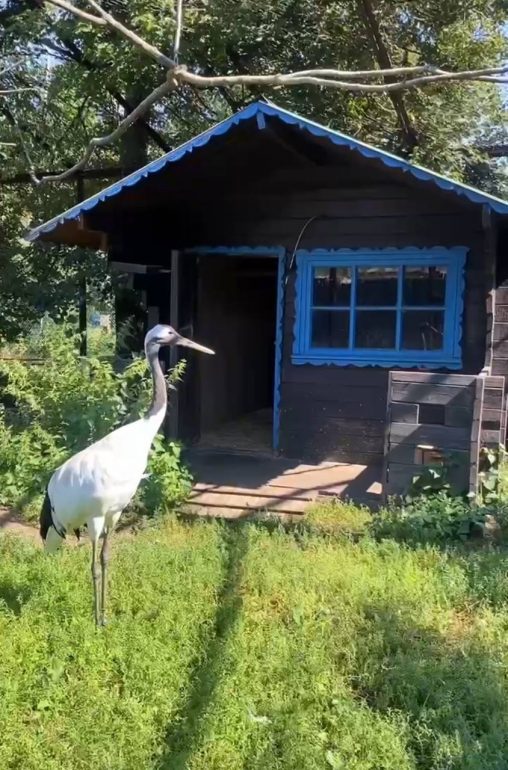 В Ленинградском зоопарке показали наслаждающихся солнцем японских журавлей