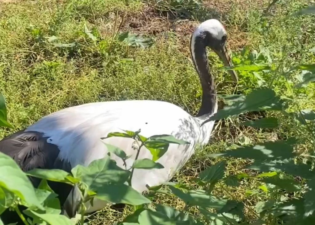 В Ленинградском зоопарке показали наслаждающихся солнцем японских журавлей