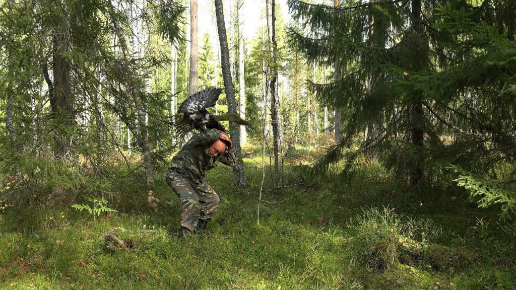 Глухарь-драчун решил «побороться» с Глазковым в лесах под Приозерском