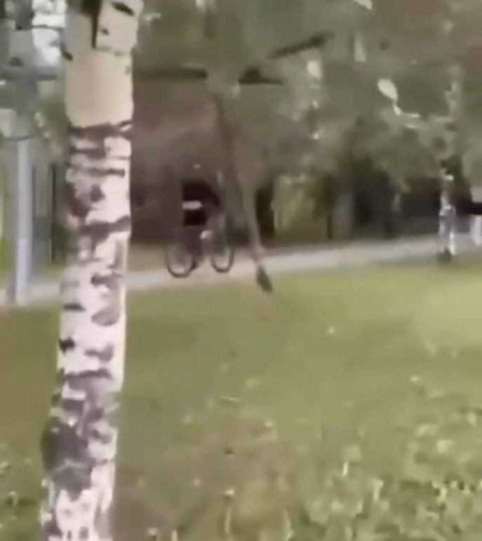 В Купчино велосипедист показывает девушкам задницу в стрингах