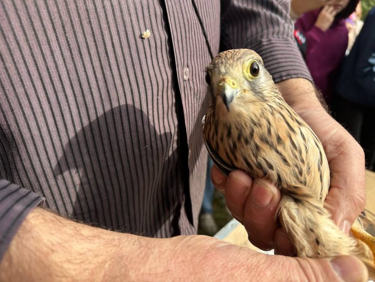 В Петербурге в дикую природу вернули ушастую сову, болотного луня и пять пустельг