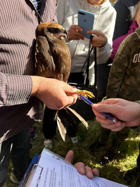 В Петербурге в дикую природу вернули ушастую сову, болотного луня и пять пустельг