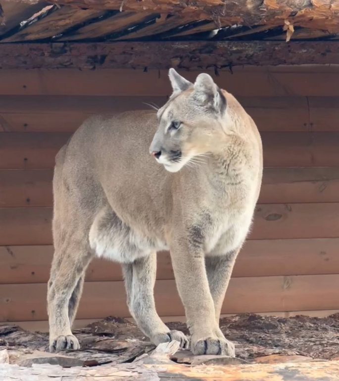 Пумба Синди из Ленинградского зоопарка посвятила день бьюти-процедурам
